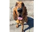 Adopt Big Bertha a Bloodhound