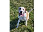 Adopt Skye a Great Pyrenees, Pit Bull Terrier