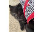 Adopt Vegas a Domestic Medium Hair