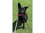 Adopt Simone a Labrador Retriever, Shepherd