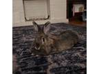 Adopt Twiggy a Lionhead