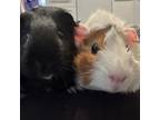 Adopt Kapoof & Kerplunk - We're a bonded pair! a Guinea Pig