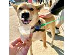 Adopt Sheba a Shiba Inu, Mixed Breed