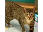 Adopt Cheese Quesadilla a Domestic Short Hair