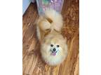 Adopt Nutmeg (Cha-Cha) a Pomeranian