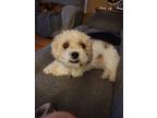 Adopt Margaret Mae a Bichon Frise, Miniature Poodle