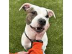 Adopt Poke a Pit Bull Terrier, Boston Terrier