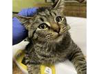 Adopt SNEEZY a Domestic Short Hair