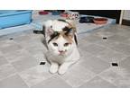 Adopt Electra a Domestic Short Hair