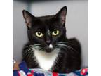 Adopt Phoebe a Domestic Short Hair