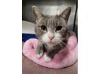 Adopt Joy a Domestic Short Hair