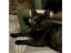 Adopt Blueberry a Domestic Short Hair