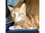 Adopt Tangerine a Domestic Short Hair