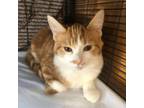 Adopt Marmalade a Domestic Short Hair