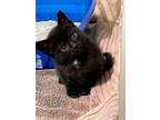 Adopt Biscayne a Domestic Short Hair