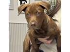 Adopt Remi a Rottweiler, Chocolate Labrador Retriever