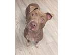 Adopt Adeline a Pit Bull Terrier, Mixed Breed