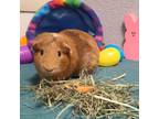 Adopt Hazel a Guinea Pig