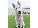 Adopt Kimwie a Siberian Husky, Mixed Breed