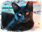 Adopt Amada a American Shorthair