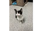 Adopt Poison a Domestic Short Hair