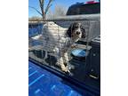 Adopt Ellie a English Setter