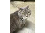 Adopt Gracie a Domestic Short Hair