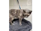 Adopt Milly a Dilute Tortoiseshell