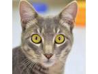 Adopt Freya a Domestic Short Hair