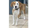 Adopt Peaches a Beagle