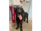 Adopt Sloan (HW-) a Standard Poodle, Labrador Retriever