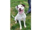Adopt Millie (HW-) a Pit Bull Terrier, Mixed Breed