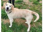 Adopt Sandy (HW-) a Labrador Retriever, Mixed Breed