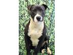 Adopt Saturn a Pit Bull Terrier, Mixed Breed