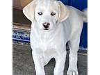 Adopt Elsa a Labrador Retriever, Australian Shepherd