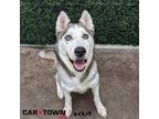 Adopt Glacier a Siberian Husky