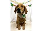 Adopt Tater/Sophie a Retriever, Bloodhound