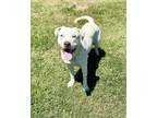 Adopt Amanda a Labrador Retriever, Mixed Breed