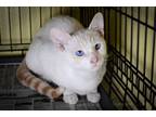 Adopt Mint a Siamese