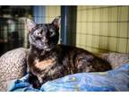 Adopt Luna a Domestic Short Hair