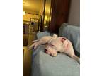 Adopt Pookie a Pit Bull Terrier