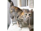 Adopt Sassy (PetSmart Manhattan) a Domestic Short Hair