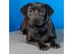 Adopt Jasmine a Black Labrador Retriever, Beagle