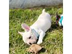 French Bulldog Puppy for sale in Belleville, MI, USA