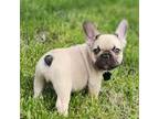 French Bulldog Puppy for sale in Belleville, MI, USA