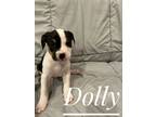 Adopt Dolly a Rottweiler, Hound