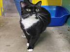 Adopt STACHIO a Domestic Short Hair