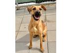 Adopt Sunflower a Labrador Retriever