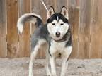 Adopt Lexi-Husky a Husky