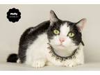 Adopt FLUFFY a Domestic Short Hair